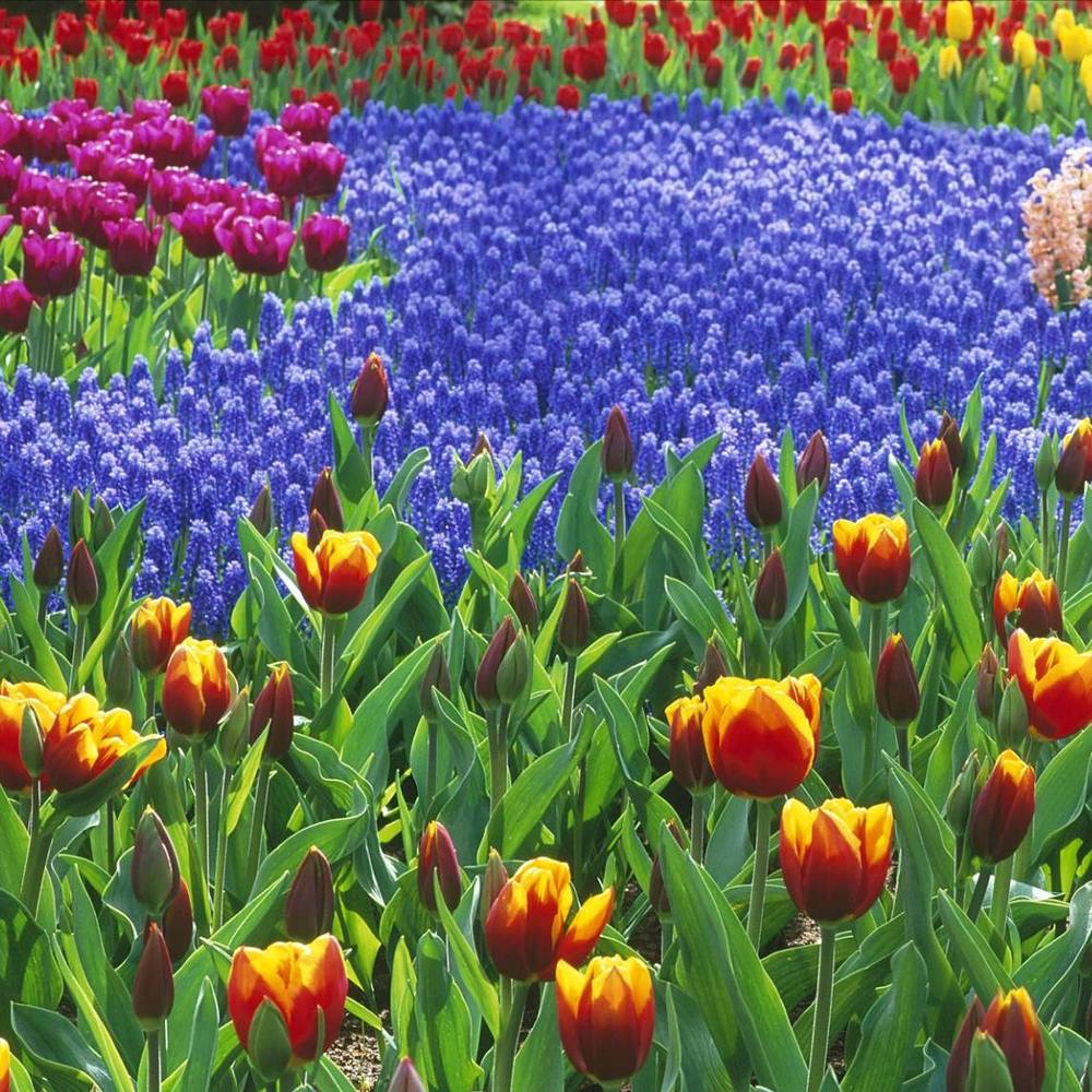 Meet your Posher, Marie